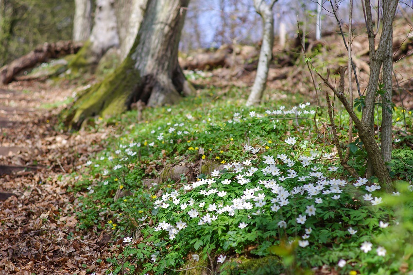Es gruent so gruen Steigerwald ZentrumcKathrin Michaelis